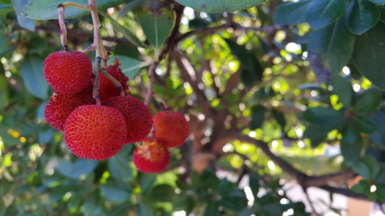 El Jardin De La Abuela Villa Granada Kültér fotó