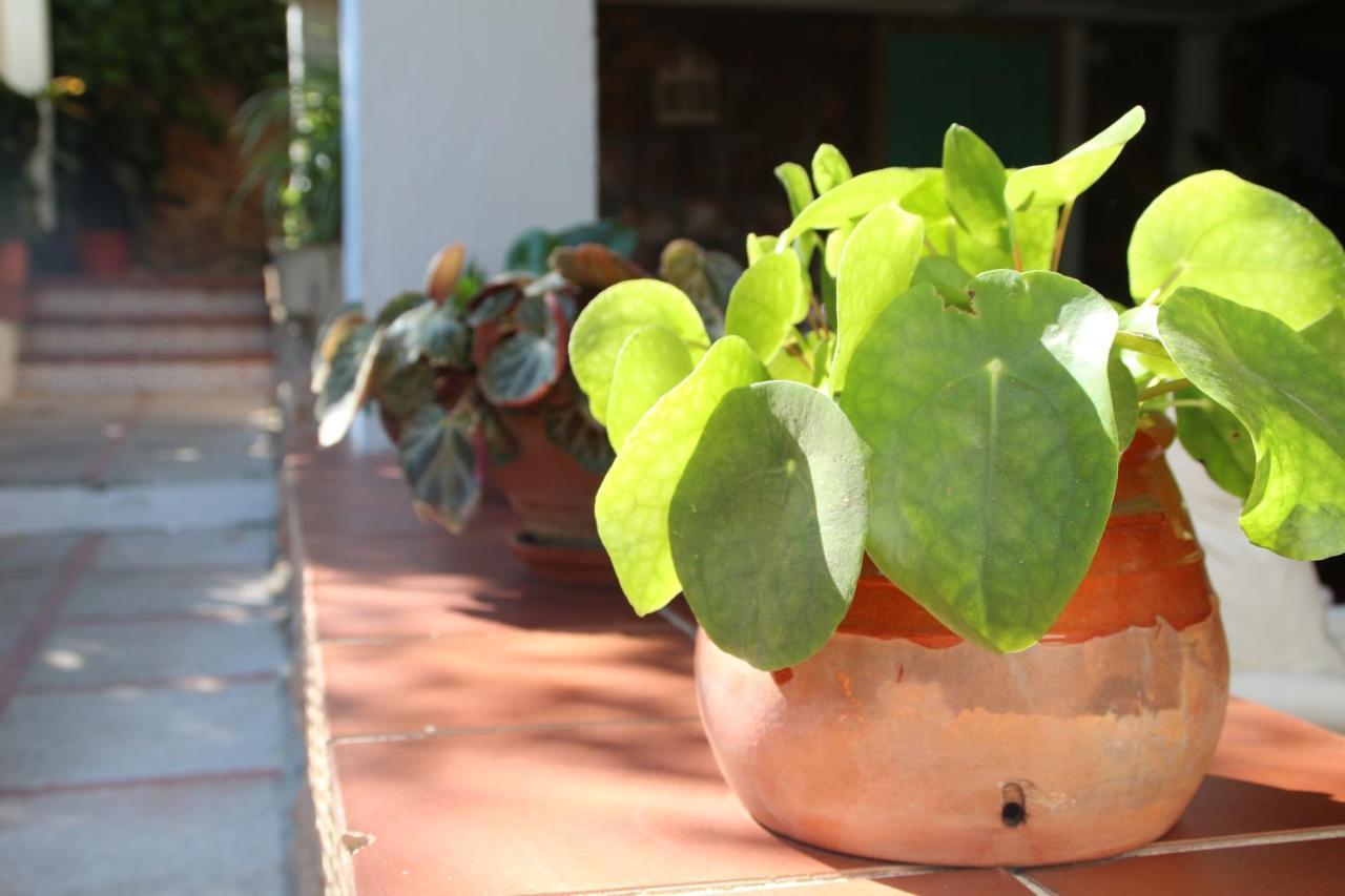 El Jardin De La Abuela Villa Granada Kültér fotó